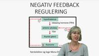 Link til Hormonsystemet 5 av 5 - Negativ feedback regulering