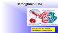 Link til Hemoglobin og hematopoiese