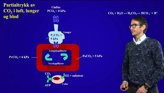 Link til Alveolær ventilasjon og partialtrykk av CO2 