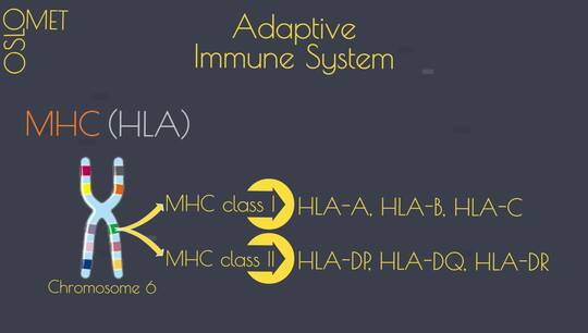 Link til Major Histocompability Complex (MHC)